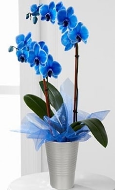 Seramik vazo içerisinde 2 dallı mavi orkide  Ankara çiçek , çiçekçi , çiçekçilik 
