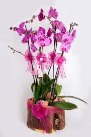 4 dall ktk ierisibde mor orkide  Ankara iek sat 