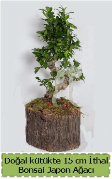 Doal ktkte thal bonsai japon aac  Ankara iek gnderme 