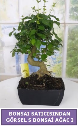 S dal eğriliği bonsai japon ağacı  Ankara çiçek satışı 