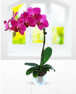 Tek dallı mor orkide  Ankara çiçek satışı 