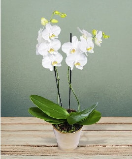 ift dall beyaz orkide sper kalite  Ankara iek gnderme 