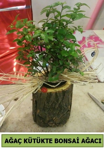 Doğal ağaç kütük içerisinde bonsai ağacı  Ankara çiçek gönderme sitemiz güvenlidir 