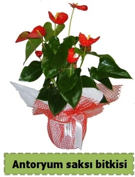 Antoryum saksı bitkisi satışı  Ankara çiçek , çiçekçi , çiçekçilik 