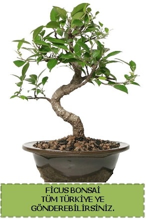 Ficus bonsai  Ankara iek gnderme sitemiz gvenlidir 