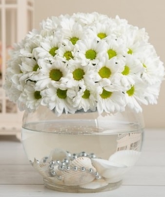 Fanusta beyaz Papatya  Ankara çiçek satışı 