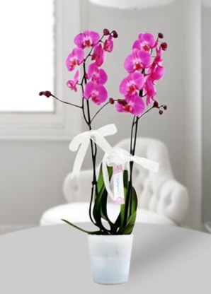 Çift dallı mor orkide  Ankara çiçekçiler 