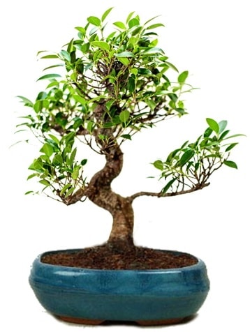 25 cm ile 30 cm aralığında Ficus S bonsai  Ankara çiçek gönderme sitemiz güvenlidir 